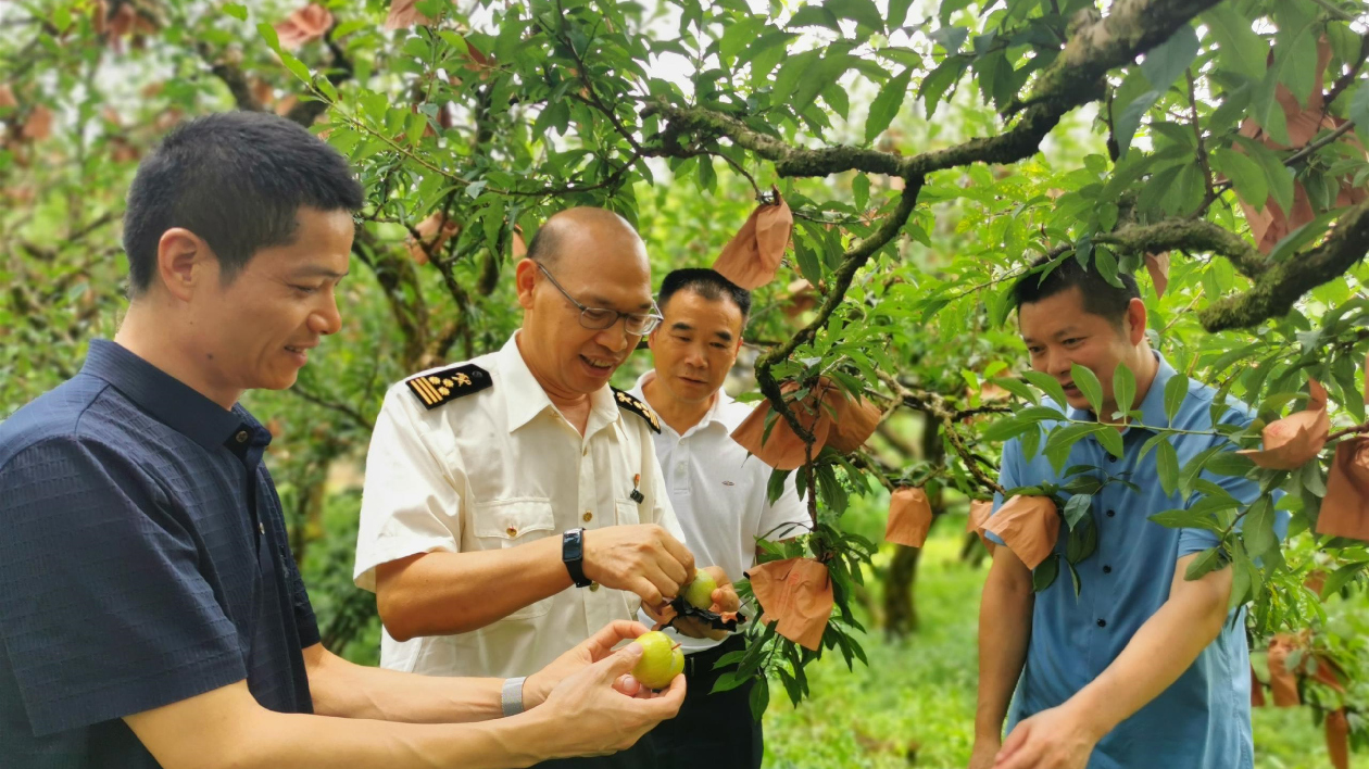 從南嶺山麓到塞納河畔 韶關黃金柰李出海熱銷