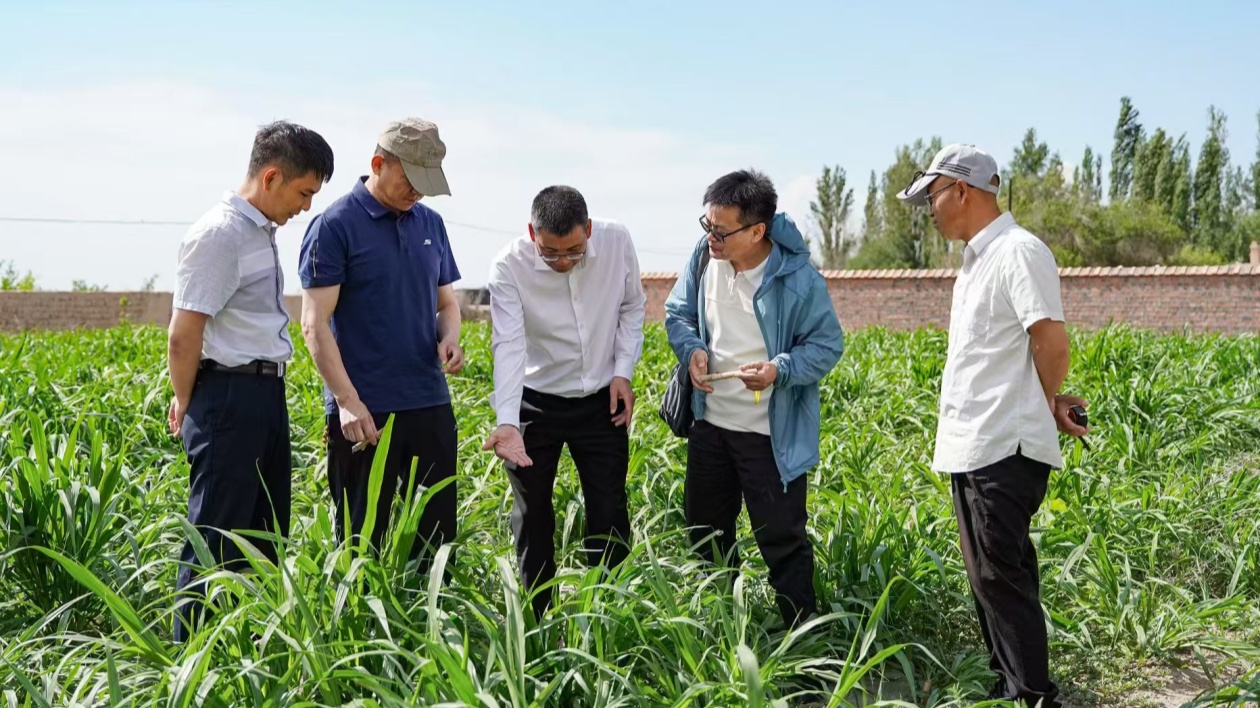 福建援疆龍巖分指揮部推動新疆呼圖壁縣菌草產業發展助力鄉村振興