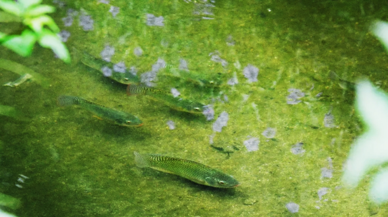 河湖長治 水清岸綠 花都推動「百千萬工程」落地見效