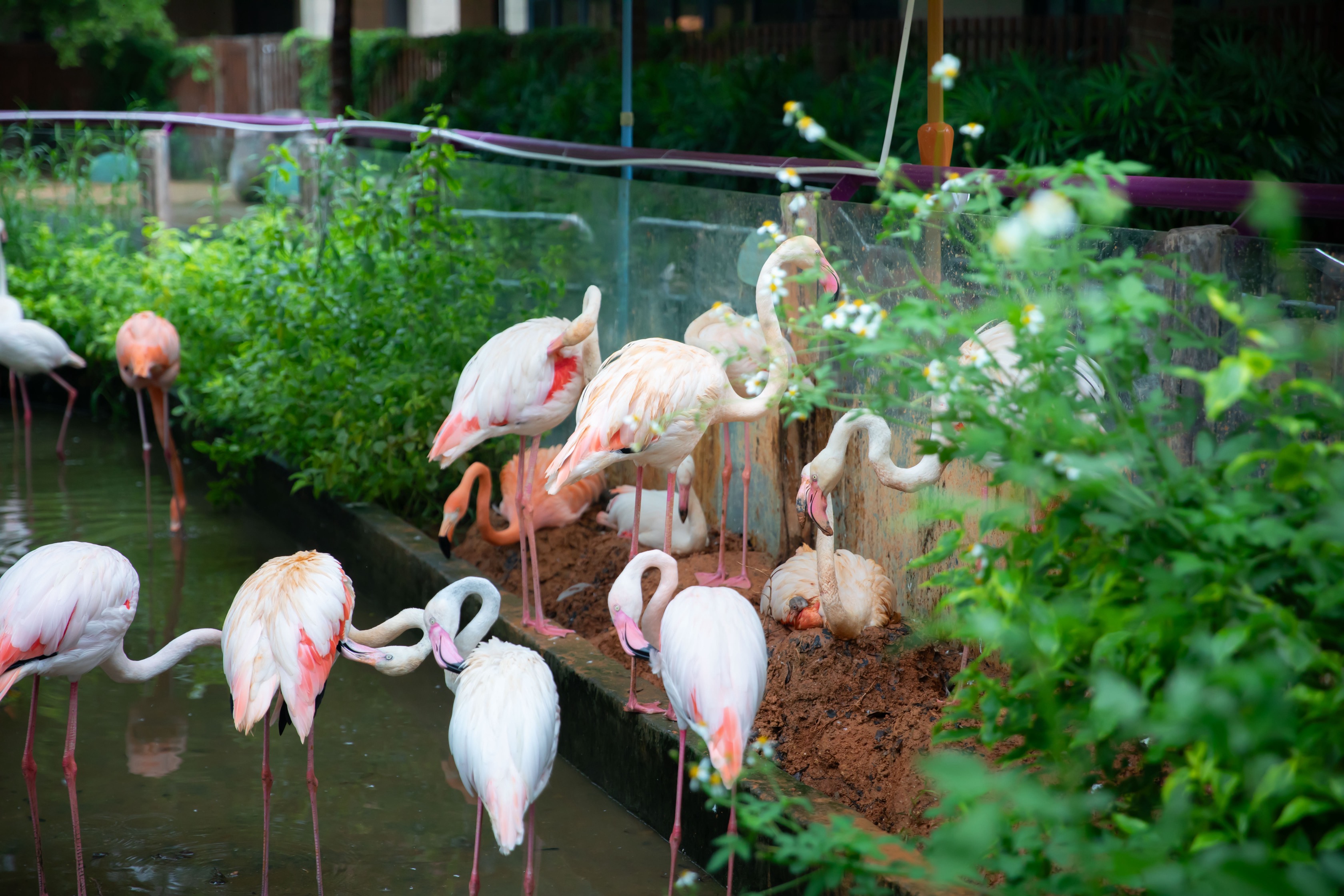 廈門靈玲動物王國火烈鳥添新成員