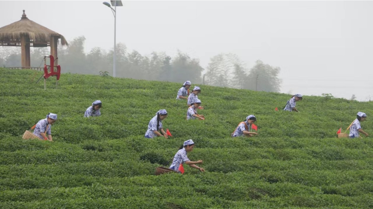 江西：做好「三茶融合」文章，武寧縣茶葉產業邁出高質量發展步伐