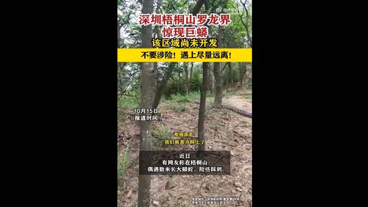 深圳梧桐山驚現巨蟒