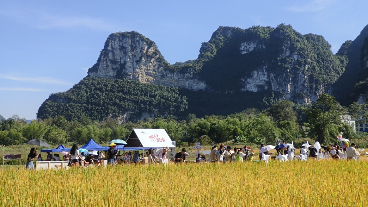 桂大新明仕豐收節文旅融合促鄉村旅遊發展