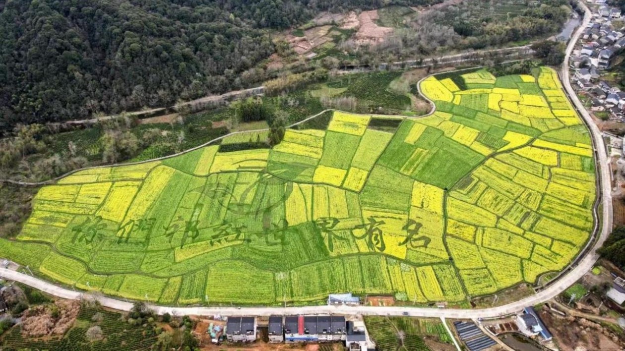 風檣動起宏圖「祁門香」世界享  小城大事何以祁門？！