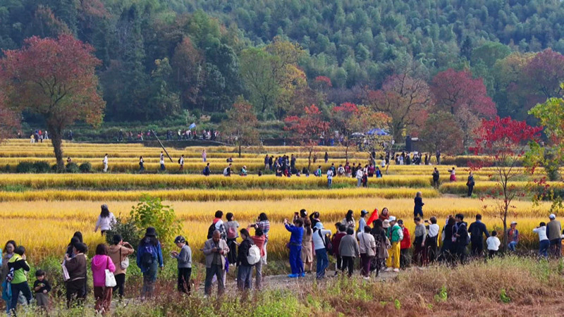 從「一季火」到「四季紅」  皖黟縣宏村塔川「高顏值」有「高產值」