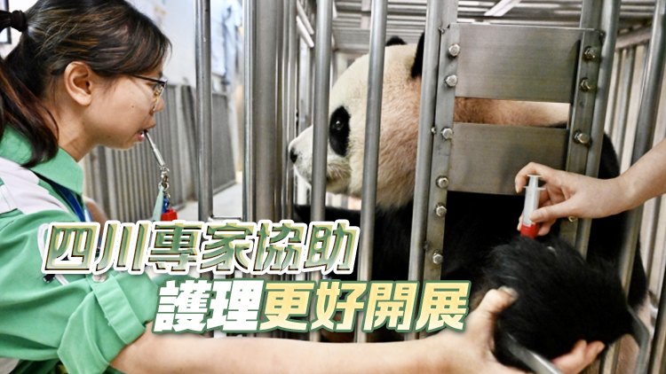 海洋公園護理團隊分享照顧大熊貓經歷 料龍鳳胎農曆新年前後公開亮相