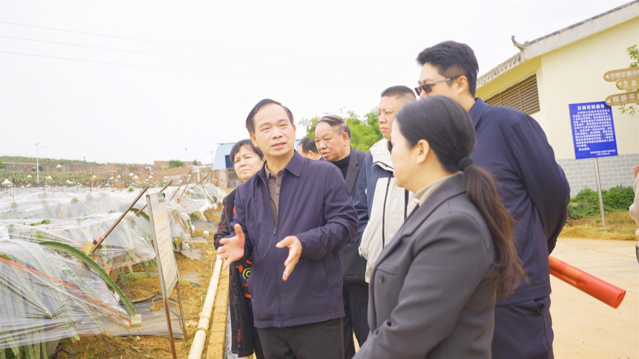 國內採購商赴廣西各水果基地考察