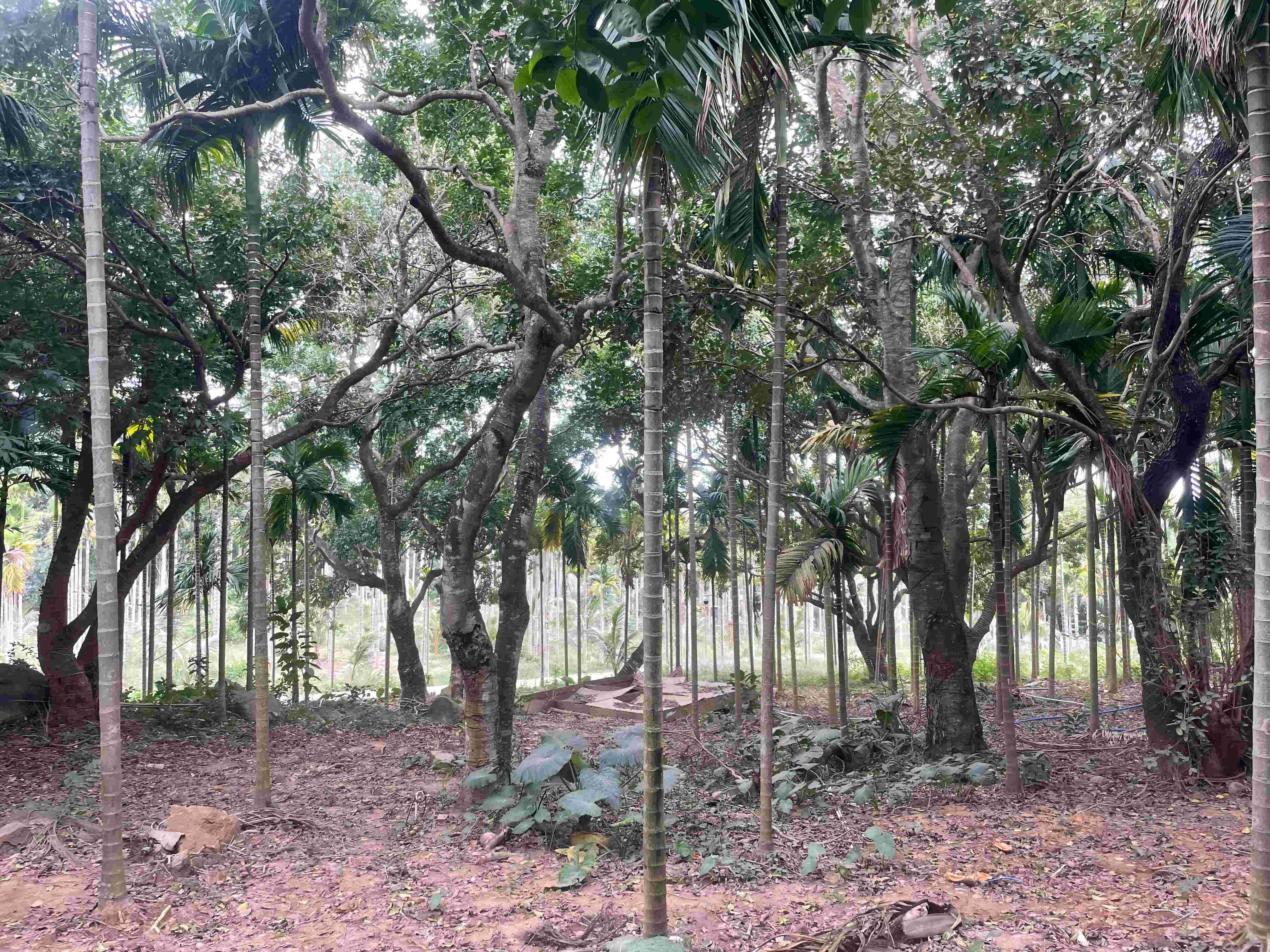 保護百棵古樹名木和珍貴野生植物 港商在海南萬寧愛林護樹善舉引關注