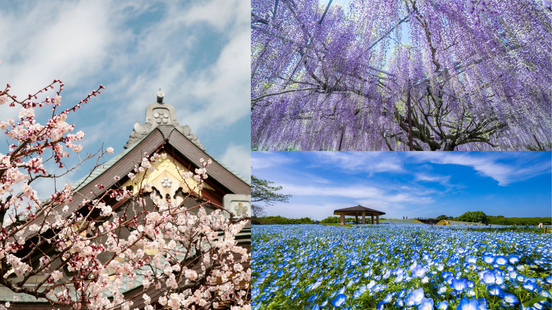 【旅遊】日本旅行社多重住宿優惠 打造浪漫賞花之旅