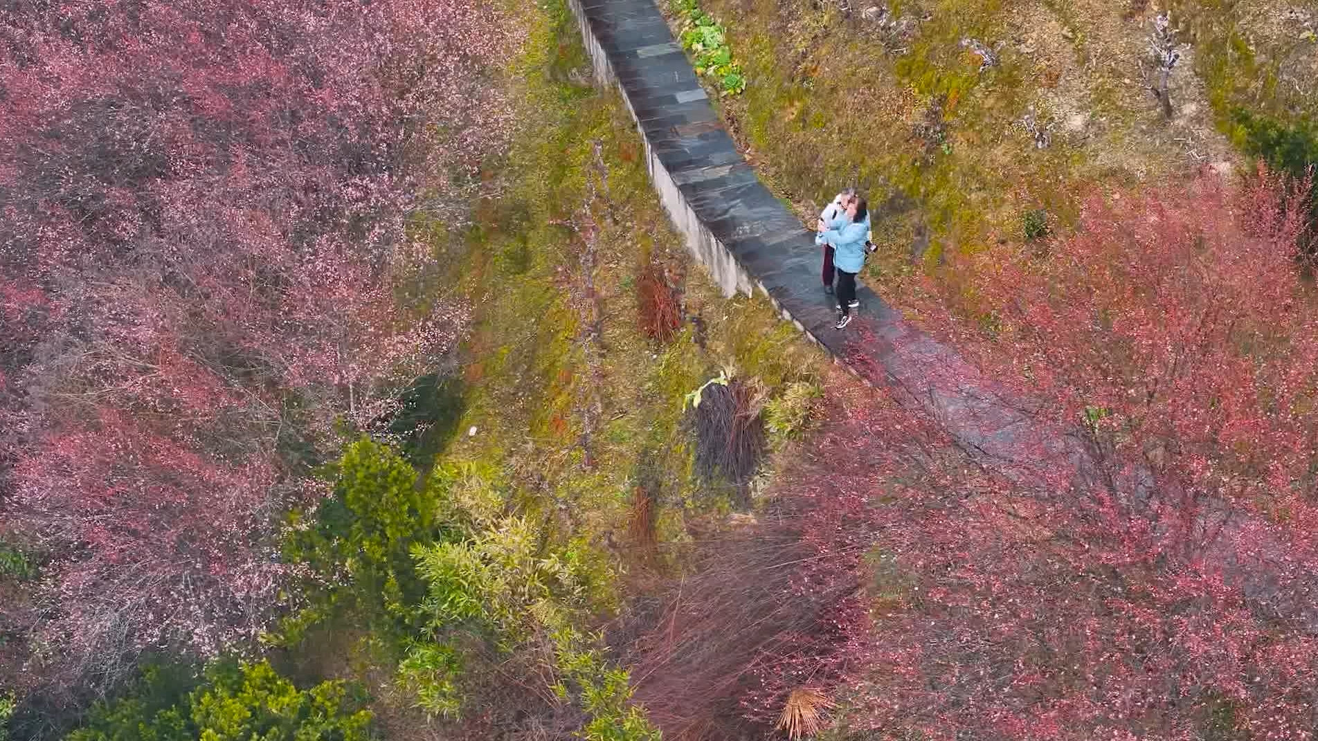 皖歙縣：賣花漁村春來早 梅林深處有人家