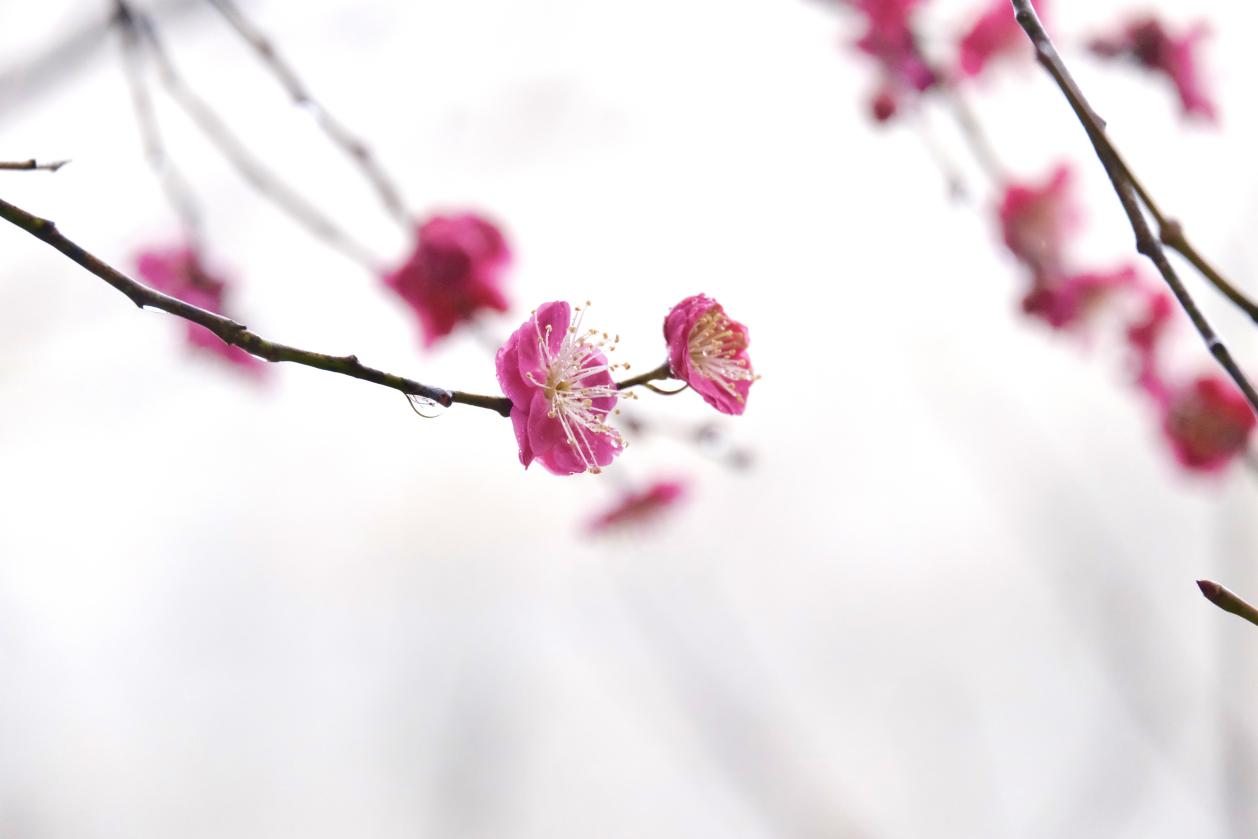 皖徽州區：細雨梅花報春來