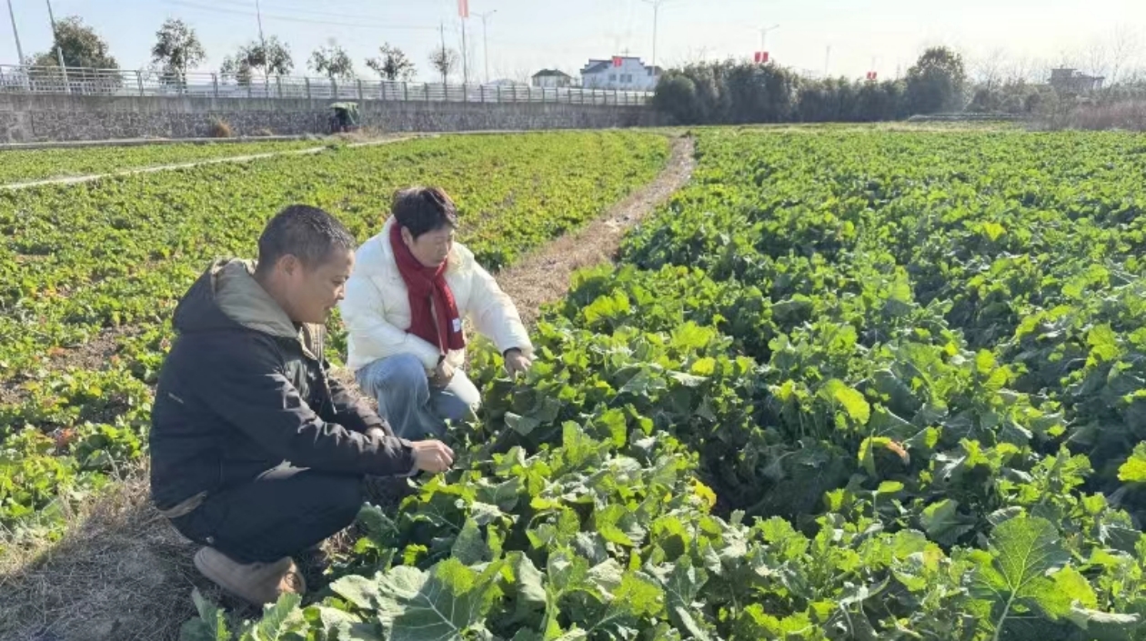 皖屯溪區：春犁沃土正當時