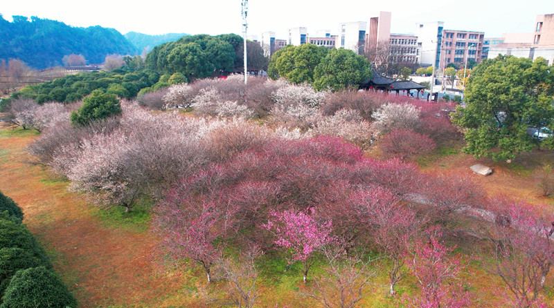 皖休寧縣：探春「狀元城」 「梅景」引客來