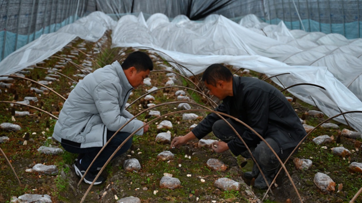 皖祁門縣：羊肚菌搶「鮮」上市