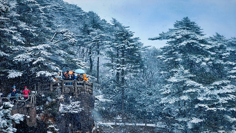 有片 | 安徽黃山風景區：春雪滿空來 觸處似花開