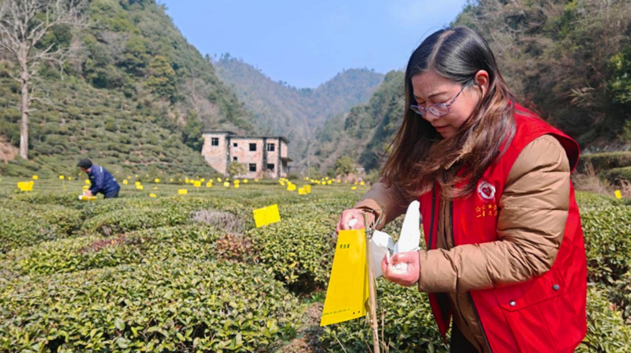 皖屯溪區：茶園黃板扡插 助力綠色防控