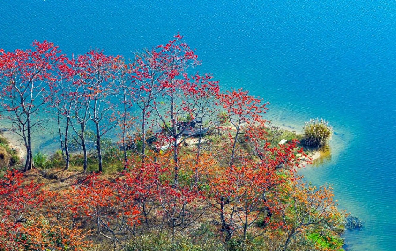 春賞木棉紅 海南昌江以花為媒拉長旅遊黃金周期